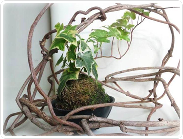 苔玉