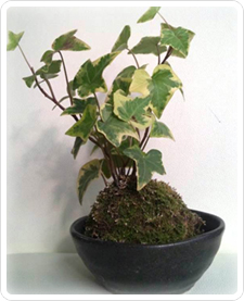 苔玉